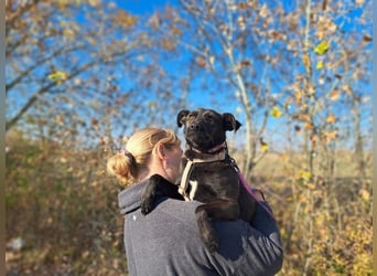 Hedike, sanfte Schönheit, ca. 2 Jahre, ca. 38 cm, ca. 10 kg *in 79585 Steinen*