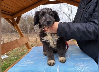 Movita, kleiner Sonnenschein, ca. 3 Monate, ca. 30 cm, ca. 8 kg