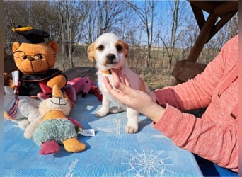 Ida, selbstbewusste Welpendame, ca. 2 Monate, ca. 22 cm, ca. 3 kg