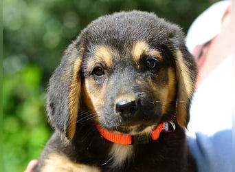 Faye, fröhliche Welpenmaus, ca. 3 Monate, ca. 38 cm, ca. 6kg