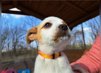 Ida, selbstbewusste Welpendame, ca. 2 Monate, ca. 22 cm, ca. 3 kg