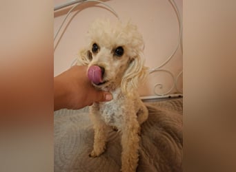 Liza, zarte Pudelhündin, ca. 2 Jahre, ca. 27 cm, ca. 2 kg *bald in 45468 Mülheim*