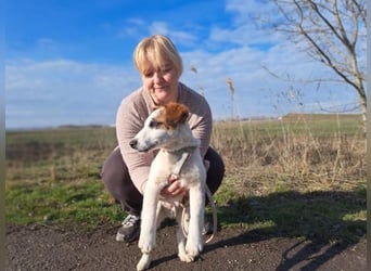 Beethoven, fröhliches Energiebündel, ca. 4 Monate, ca. 30 cm, ca. 5 kg