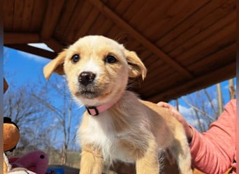 Frieda, sanfte Seele, ca. 2 Monate, ca. 22 cm, ca. 3 kg