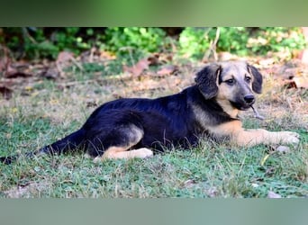 Faye, fröhliche Welpenmaus, ca. 3 Monate, ca. 38 cm, ca. 6kg