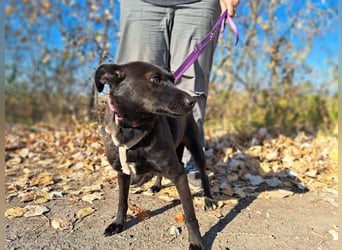 Hedike, sanfte Schönheit, ca. 2 Jahre, ca. 38 cm, ca. 10 kg *in 79585 Steinen*