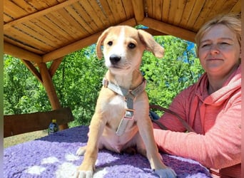 Cooper, neugieriger und verspielter Welpe, ca. 4 Monate, ca. 29 cm, ca. 5 kg