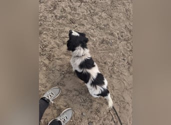 Ede, verschmuster kleiner Rüde, ca. 2 Jahre, ca. 32 cm, ca. 11 kg