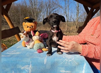 Berta, neugierige Kuschelmaus, ca. 2 Monate, ca. 22 cm, ca. 3 kg