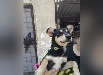 Berci, sympathischer Jungspund, ca. 9 Monate, ca. 40cm, ca. 9kg