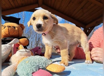 Frieda, sanfte Seele, ca. 2 Monate, ca. 22 cm, ca. 3 kg