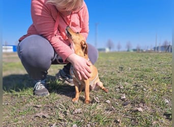 Amie, offene Begleiterin, ca. 2 Jahre, ca. 32 cm, ca. 7 kg
