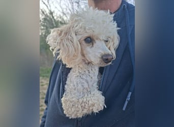 Liza, zarte Pudelhündin, ca. 2 Jahre, ca. 27 cm, ca. 2 kg *bald in 45468 Mülheim*