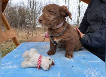 Marilyn, sanfte Welpenmaus, ca. 3 Monate, ca. 25 cm, ca. 6 kg