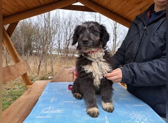 Movita, kleiner Sonnenschein, ca. 3 Monate, ca. 30 cm, ca. 8 kg