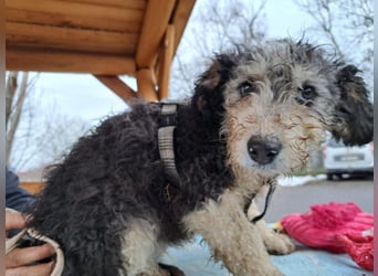 Marlon, zartes Seelchen, ca. 3 Monate, ca. 30 cm, ca. 7 kg