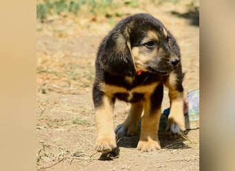 Faye, fröhliche Welpenmaus, ca. 3 Monate, ca. 38 cm, ca. 6kg