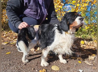 Foltos, tapferer Überlebenskünstler, ca. 8 Jahre, ca. 34 cm, ca. 9 kg