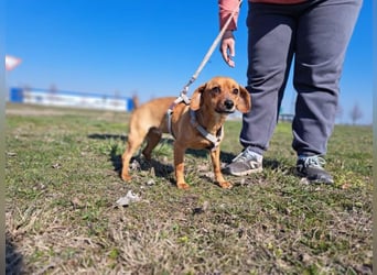 Amie, offene Begleiterin, ca. 2 Jahre, ca. 32 cm, ca. 7 kg