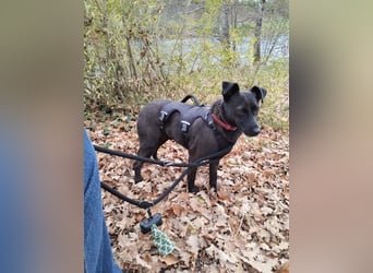 Hedike, sanfte Schönheit, ca. 2 Jahre, ca. 38 cm, ca. 10 kg *in 79585 Steinen*