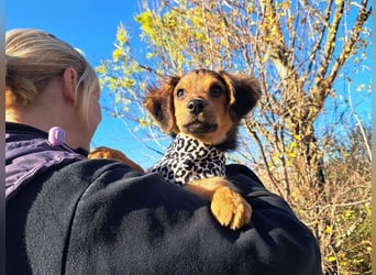 Little Browny, bezaubernder Clown, ca. 4 Monate, ca. 21 cm, ca. 3 kg