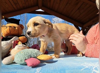 Frieda, sanfte Seele, ca. 2 Monate, ca. 22 cm, ca. 3 kg