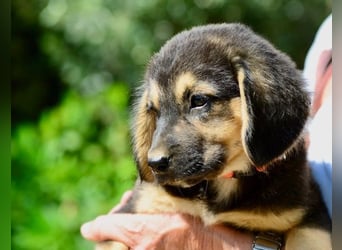 Faye, fröhliche Welpenmaus, ca. 3 Monate, ca. 38 cm, ca. 6kg