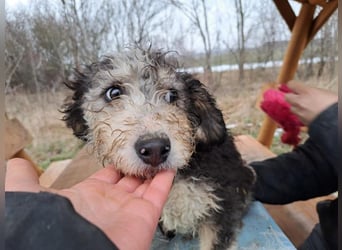 Marlon, zartes Seelchen, ca. 3 Monate, ca. 30 cm, ca. 7 kg