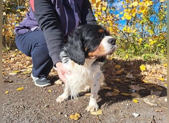 Foltos, tapferer Überlebenskünstler, ca. 8 Jahre, ca. 34 cm, ca. 9 kg