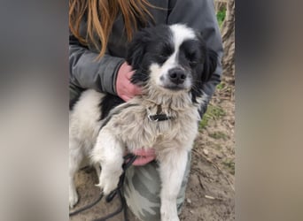 Ede, verschmuster kleiner Rüde, ca. 2 Jahre, ca. 32 cm, ca. 11 kg