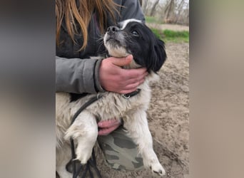 Ede, verschmuster kleiner Rüde, ca. 2 Jahre, ca. 32 cm, ca. 11 kg