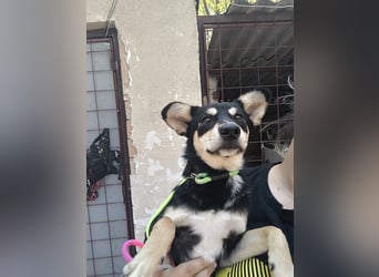 Berci, sympathischer Jungspund, ca. 9 Monate, ca. 40cm, ca. 9kg