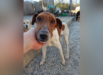 Foxi, lebensfroher Foxterriermix, ca. 2 Jahre, ca. 36 cm, ca. 9 kg