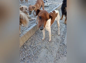 Foxi, lebensfroher Foxterriermix, ca. 2 Jahre, ca. 36 cm, ca. 9 kg