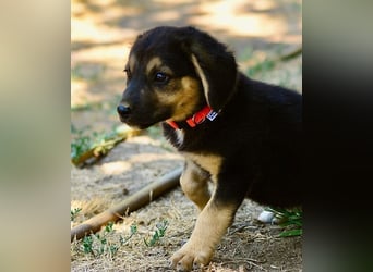 Faye, fröhliche Welpenmaus, ca. 3 Monate, ca. 38 cm, ca. 6kg