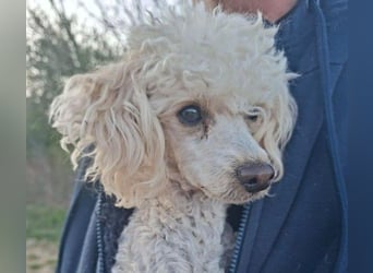 Liza, zarte Pudelhündin, ca. 2 Jahre, ca. 27 cm, ca. 2 kg *bald in 45468 Mülheim*