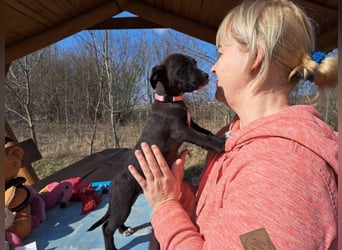 Berta, neugierige Kuschelmaus, ca. 2 Monate, ca. 22 cm, ca. 3 kg