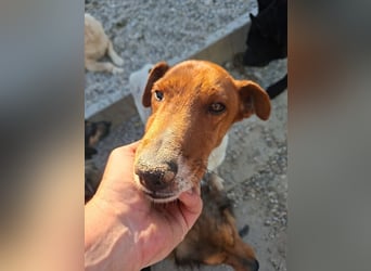 Foxi, lebensfroher Foxterriermix, ca. 2 Jahre, ca. 36 cm, ca. 9 kg