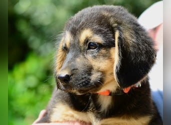 Faye, fröhliche Welpenmaus, ca. 3 Monate, ca. 38 cm, ca. 6kg