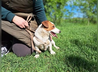 Jack, fröhlicher Wirbelwind, ca. 2 Jahre, ca. 27 cm, ca. 8 kg
