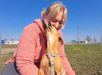 Amie, offene Begleiterin, ca. 2 Jahre, ca. 32 cm, ca. 7 kg
