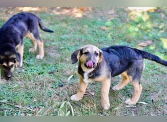 Faye, fröhliche Welpenmaus, ca. 3 Monate, ca. 38 cm, ca. 6kg