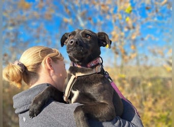 Hedike, sanfte Schönheit, ca. 2 Jahre, ca. 38 cm, ca. 10 kg *in 79585 Steinen*