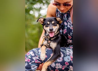 Berci, sympathischer Jungspund, ca. 9 Monate, ca. 40cm, ca. 9kg