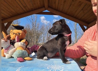 Berta, neugierige Kuschelmaus, ca. 2 Monate, ca. 22 cm, ca. 3 kg