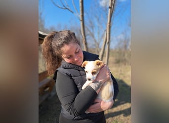 Ida, selbstbewusste Welpendame, ca. 2 Monate, ca. 22 cm, ca. 3 kg