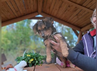 Little Browny, bezaubernder Clown, ca. 4 Monate, ca. 21 cm, ca. 3 kg