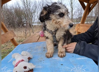 Marlon, zartes Seelchen, ca. 3 Monate, ca. 30 cm, ca. 7 kg