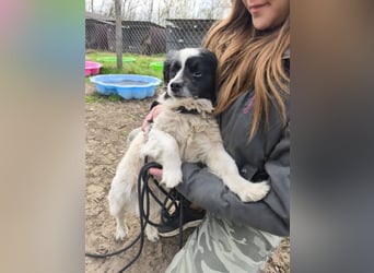 Ede, verschmuster kleiner Rüde, ca. 2 Jahre, ca. 32 cm, ca. 11 kg