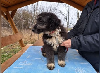 Movita, kleiner Sonnenschein, ca. 3 Monate, ca. 30 cm, ca. 8 kg